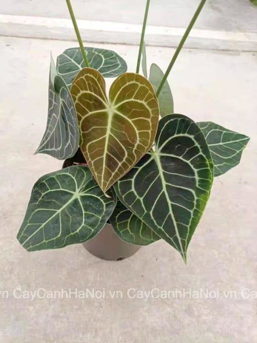 Cây Anthurium Clarinervium mang đến sự may mắn