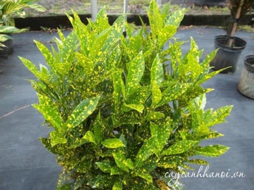 Cây Codiaeum variegatum ‘Aureo-maculatum’