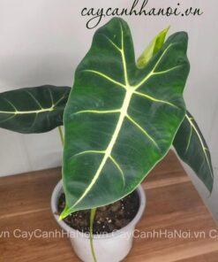 Đặc điểm cay nhung xanh Alocasia