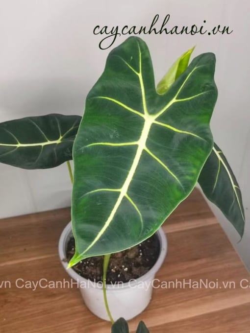 Đặc điểm cay nhung xanh Alocasia