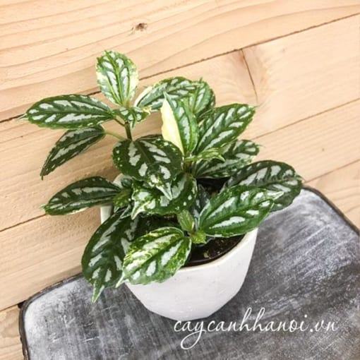 Ý nghĩa cây Pilea Cadierei Aluminum