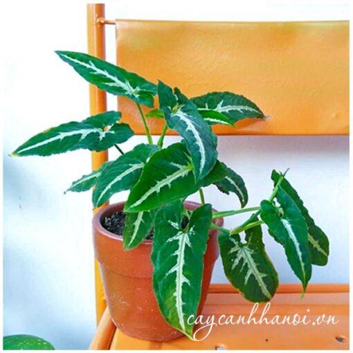 tin Cây Trầu Bà Nhung Sọc Trắng Syngonium Wendlandii