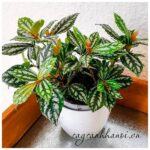 Cây Hổ Nhĩ Trắng Pilea Cadierei Aluminum