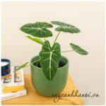 Cây Môn Alocasia Frydek