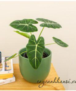 Cây môn Alocasia Frydek