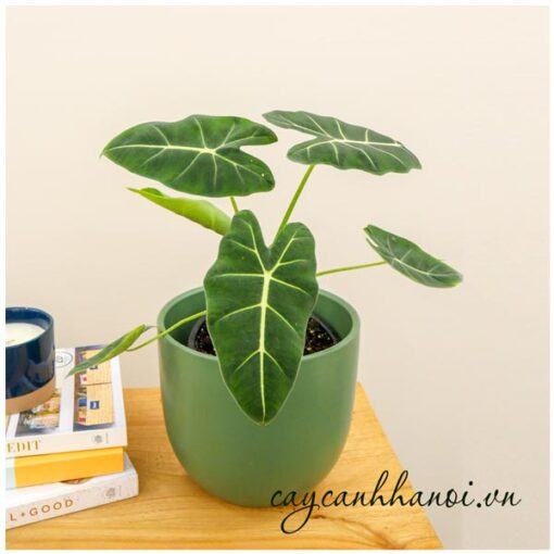 Cây môn Alocasia Frydek