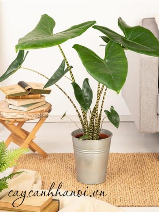 Cây Alocasia Zebrina ngủ đông khi thời tiết lạnh