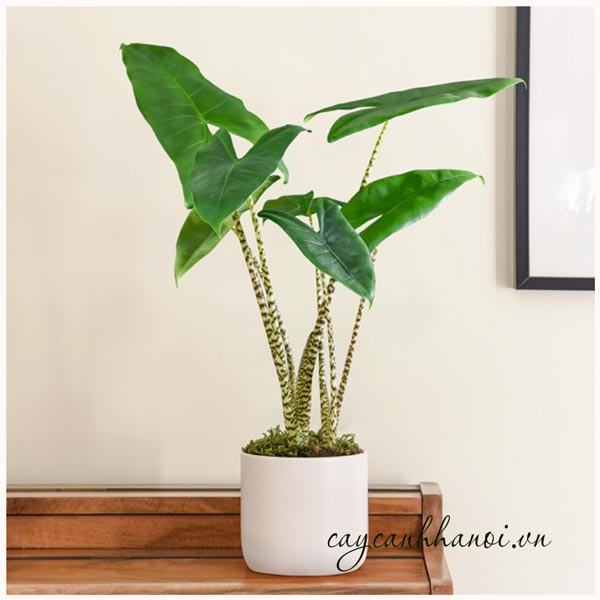 Cây môn Alocasia Zebrina