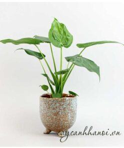 Cây môn tai phật Alocasia Cucullata Hooded Dwarf