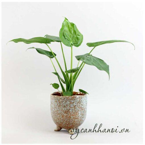 Cây môn tai phật Alocasia Cucullata Hooded Dwarf