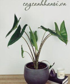 Cây ngựa vằn Alocasia