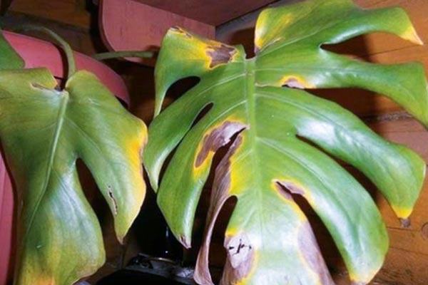 Cây trầu bà Monstera bị vàng lá