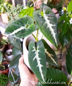 Cây Trầu Bà Nhung Sọc Trắng Syngonium Wendlandii