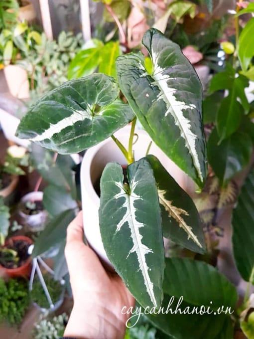 Cây Trầu Bà Nhung Sọc Trắng Syngonium Wendlandii