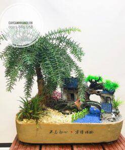 Cây tùng bồng lai xương cá trồng chậu bonsai