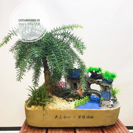 Cây tùng bồng lai xương cá trồng chậu bonsai