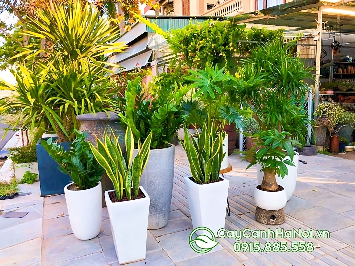 Cây cảnh Hà Nội sở hữu đa dạng mẫu cây, đáp ứng mọi nhu cầu trang trí cũng như sở thích của khách hàng