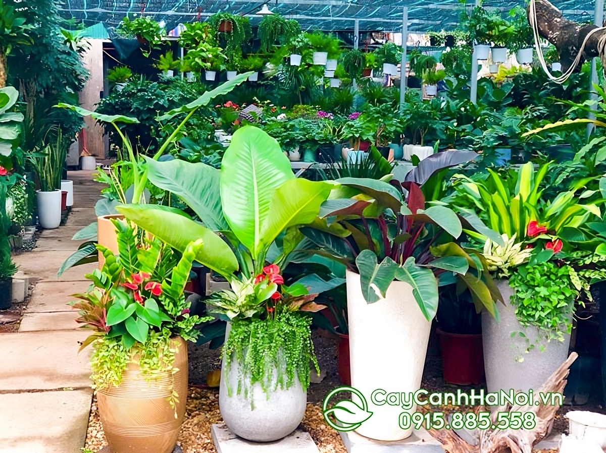 Chính sách cho thuê cây văn phòng tại Cây Cảnh Hà Nội rất minh bạch, rõ ràng