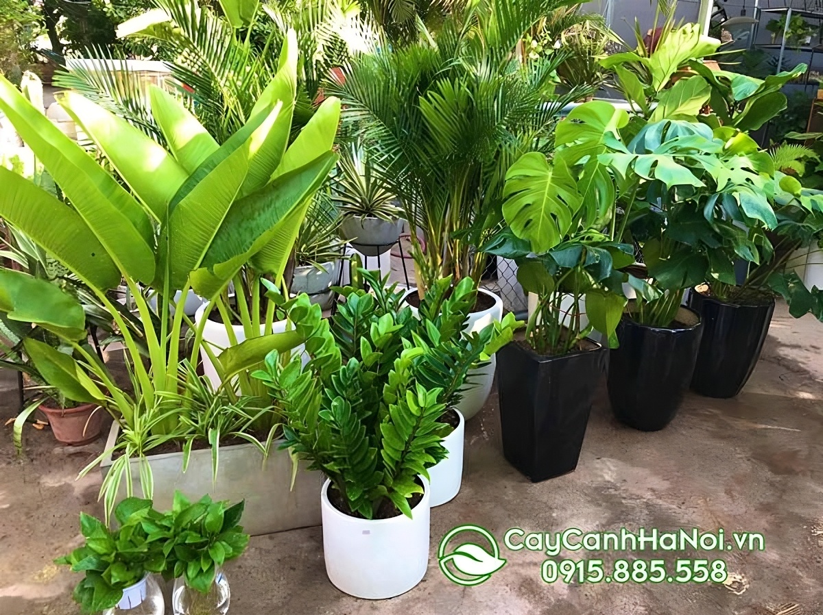 Chọn cây kim tiền trang trí văn phòng để thu hút tài lộc và may mắn