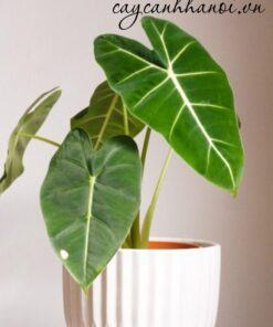 Cung cấp cây Bán cây Alocasia Frydek