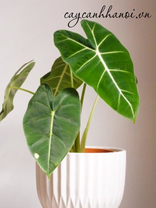 Cung cấp cây Bán cây Alocasia Frydek