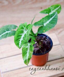 Đặc điểm cây Syngonium Wendlandii