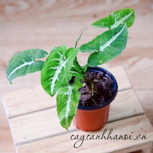 Đặc điểm cây Syngonium Wendlandii