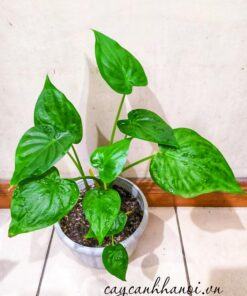 Đặc điểm cây Alocasia Cucullata Hooded Dwarf