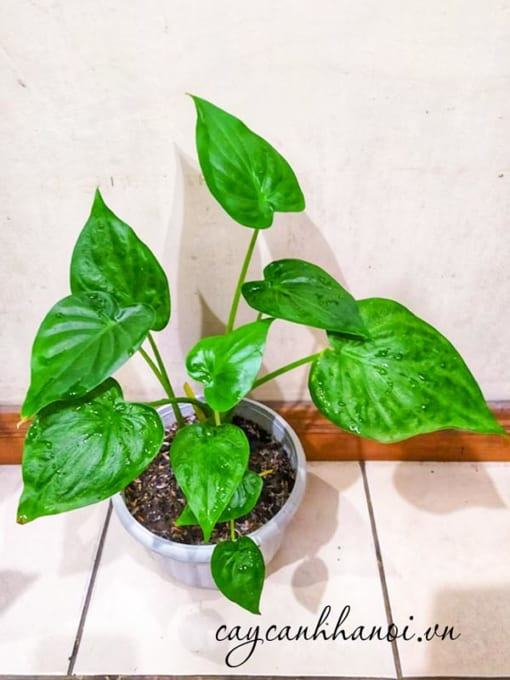 Đặc điểm cây Alocasia Cucullata Hooded Dwarf