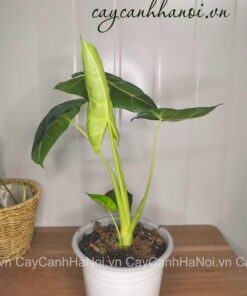 Đặc điểm cây Alocasia Frydek