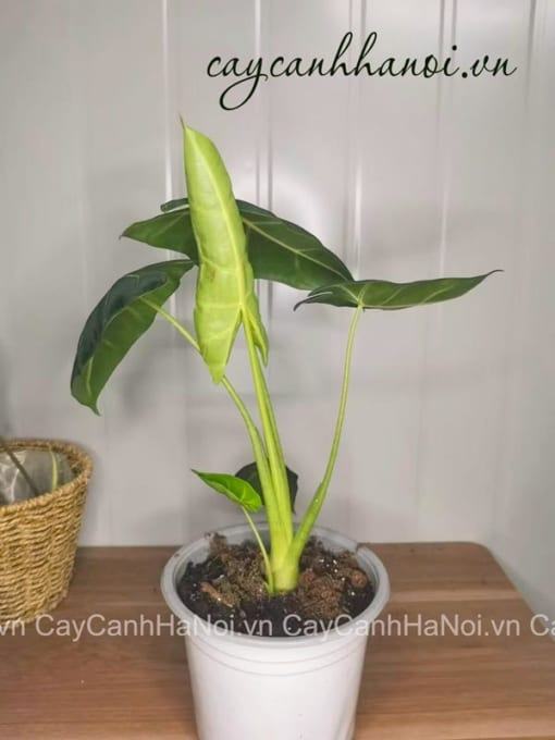 Đặc điểm cây Alocasia Frydek