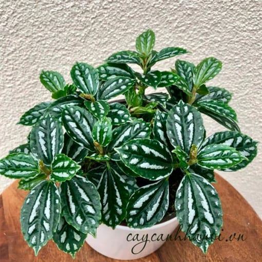 Đặc điểm Pilea Cadierei Aluminum