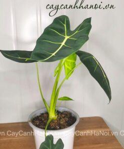 Đặc điểm lá cây Alocasia Frydek