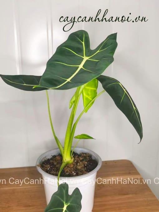 Đặc điểm lá cây Alocasia Frydek