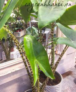 Đặc điểm thân cây Alocasia Zebrina