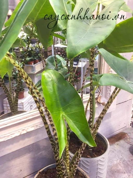 Đặc điểm thân cây Alocasia Zebrina