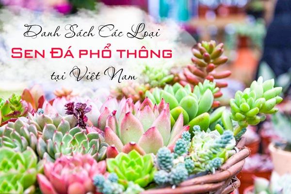 Danh sách các loại sen đá phổ thông tại Việt Nam