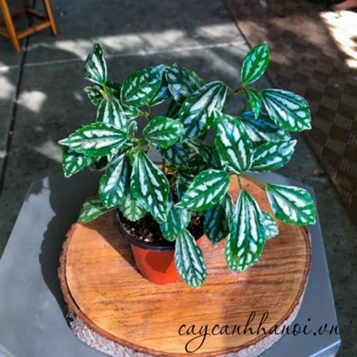 Đất trồng cây Pilea cadierei Aluminum