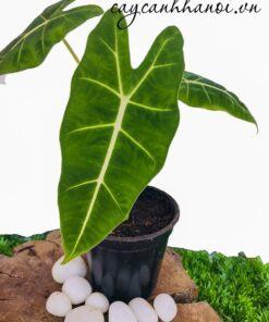 Độ ẩm phù hợp với cây Alocasia Frydek