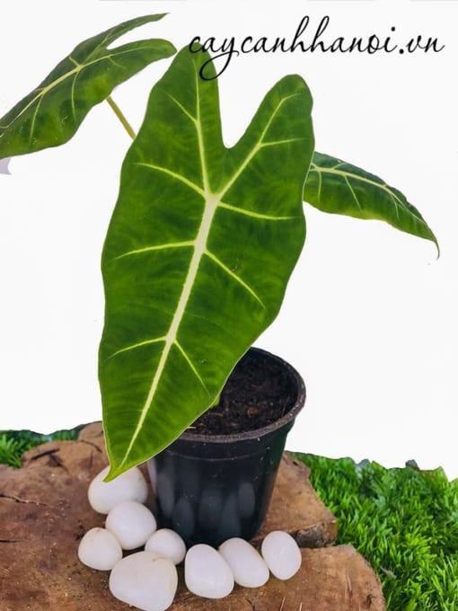 Độ ẩm phù hợp với cây Alocasia Frydek