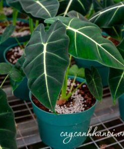 Gía thể trồng cây Alocasia Frydek