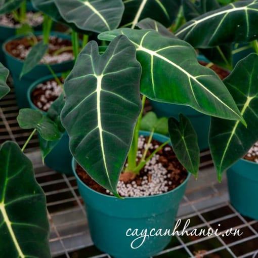 Gía thể trồng cây Alocasia Frydek