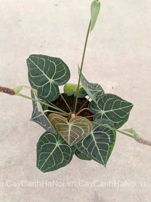 Lợi ích của cây Anthurium Clarinervium