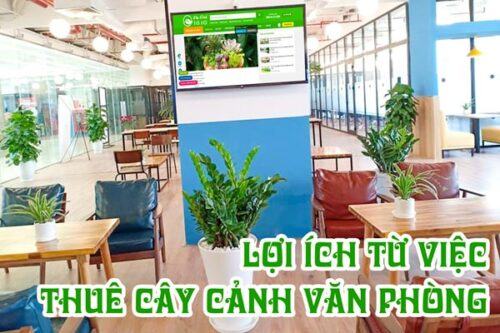 Lợi ích của việc thuê cây văn phòng