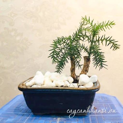 Lưu ý khi trồng cây tùng gai bonsai