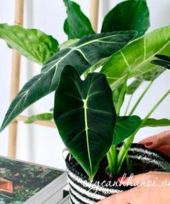 Lưu ý khi nước tưới cho cây Nhu cầu nước của cây Alocasia Frydek