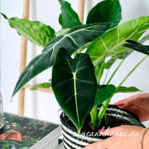 Lưu ý khi nước tưới cho cây Nhu cầu nước của cây Alocasia Frydek