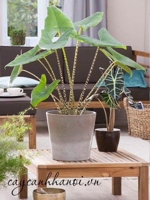 Ngủ đông trên cây môn Alocasia Zebrina