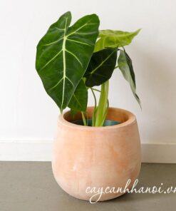 Nhiệt độ thích hợp với cây Alocasia Frydek