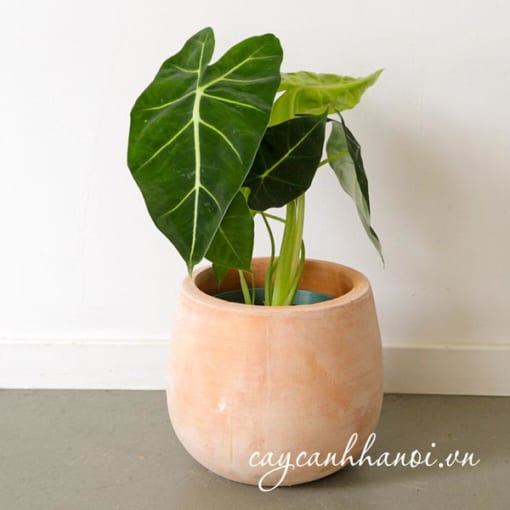 Nhiệt độ thích hợp với cây Alocasia Frydek